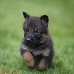 Gray Collar - Sable male German Shepherd puppy in Prospect, Connecticut from Di Massimo Canile