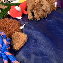 Goldendoodle Puppies from GG's Doodles