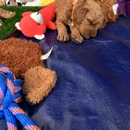 Goldendoodle Puppies from GG's Doodles