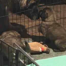 Leonberger Puppies from Forgold Kennels