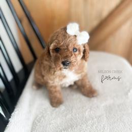 Goldie - Red female Maltipoo puppy in Huntsville, Texas from Nelson Creek Farms