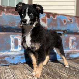 Boy 1 - Miniature Australian Shepherd puppy from Flying H Mini Aussies