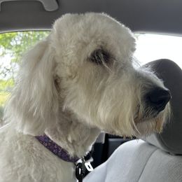 Winnie - Goldendoodle