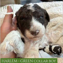 HARLEM - Green Collar Boy - Parti male Poodle puppy in Charlo, Montana from Heavenly Hilltop Farm