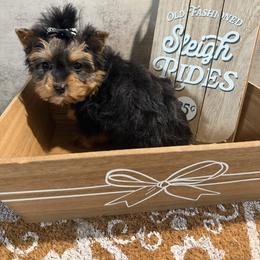 Billy Ray - Black and gold female Yorkshire Terrier puppy in Maple Heights, Ohio from Yorkiesllc
