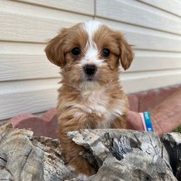 Momma's Favorite - Gold female Yorkshire Terrier puppy in Sacramento County, California from WiseGuys Love Yorkies