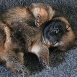 Annabelle - Orange sable female Pomeranian puppy in Santa Ana, California from Legacy Pomeranian of Orange County