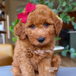 Meadow - Red  female Goldendoodle puppy in Salado, Texas from Red Ranch Dogs