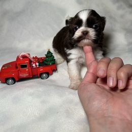 Duke - Chocolate male Shih Tzu puppy in California from Fairy Tails Shih Tzus CA