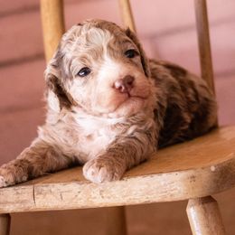 Aussiedoodle puppies from Ever After Doodles Arizona