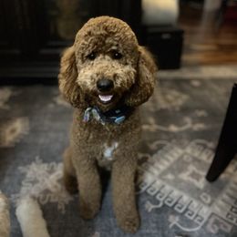 Lulu - Goldendoodle