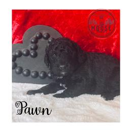 Pawn - Black female Bernedoodle puppy in Belleville, Michigan from Moose Tracks Bernedoodles