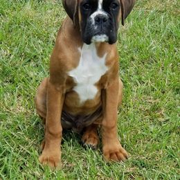Boxer Puppies from Tabitha Ramirez