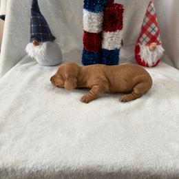 Gamora - Cream female Dachshund puppy in Atwater, California from Dachshunds of cali