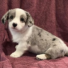 Cardigan Welsh Corgis from R&R Cardigan Corgis