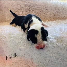 Fiddle - Mantle merle male Great Dane puppy in Liberty, New York from Catskills Greatest Danes