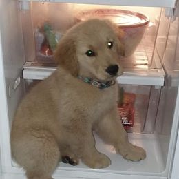 Golden Retriever Puppies from OPK GOLDENS