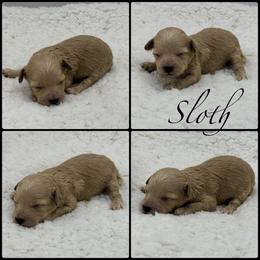 Sloth - Apricot female Poodle puppy in Wheatland, California from Sapphire Ridge Poodles