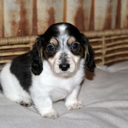 Dachshund Puppies from Rustic Bark Page's Dachshunds