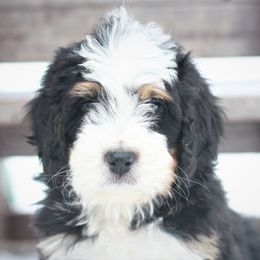 Bernedoodle Puppies from Richardville Hunde