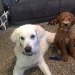 Goldendoodle Puppies from AZ/CO Designer Goldendoodles