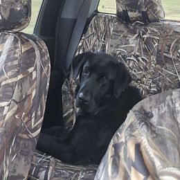 Gunner - Labrador Retriever