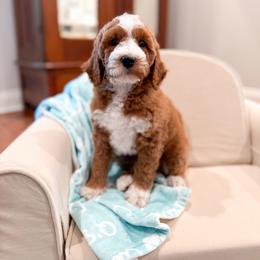 Ray - Red  male Goldendoodle puppy in Sulphur, Louisiana from Curly Q’s Of Carlyss