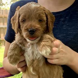 Goldendoodle Puppies from Fort Worth Goldendoodles