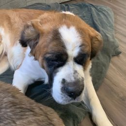 Athena - Saint Bernard