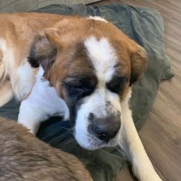 Athena - Saint Bernard