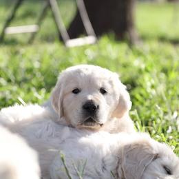 Mr yellow - Light golden male Golden Retriever puppy in Morrill, Kansas from Grimm Girls Farm