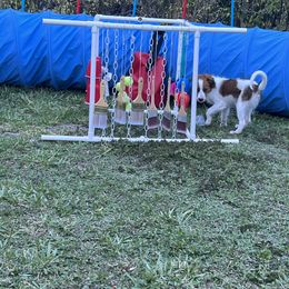 Nederlandse Kooikerhondje Puppies from Blazing Kooikerhondjes