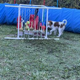 Nederlandse Kooikerhondje Puppies from Blazing Kooikerhondjes