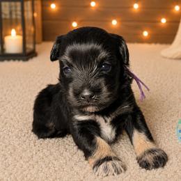 Sadie - Black and silver female Miniature Schnauzer puppy in Magalia, California from NorCal Schnauzers