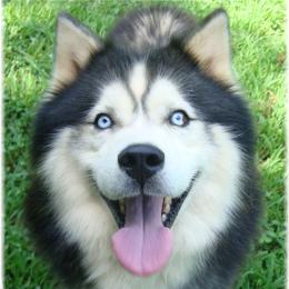 Cash - Siberian Husky