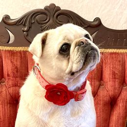 Janie - White female Pug puppy in Ferrum, Virginia from Menagerie Magnifique Pugs & Boston Terriers