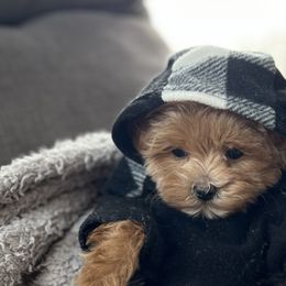 Maltipoos and Miniature Schnauzers from Pine Grove Canines