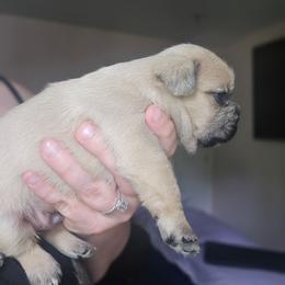 Henny - Fawn male French Bulldog puppy in Pleasant Hill, Iowa from Courtney Nicole's Mal Shihs & Goldendoodles