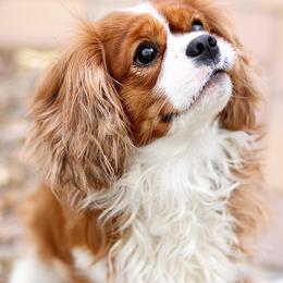 Kingston - Cavalier King Charles Spaniel