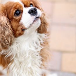 Kingston - Cavalier King Charles Spaniel