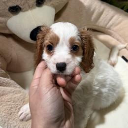 NA - Black gold and white female Shih Tzu puppy in Bourne, Massachusetts from Shih Tzu Pups