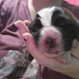 Boy 2 - Saint Bernard puppy in Lebanon, Oregon from Tonya Tate's Saint Bernards