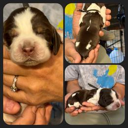Teak - Liver white and roan male English Springer Spaniel puppy in Billings, Montana from M&M Fuzzy Bottom Friends