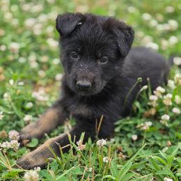 Aurora - Bi-color female German Shepherd puppy in Winston Salem, North Carolina from Samtastic Shepherds