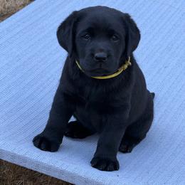 Yellow Girl - Black female Labrador Retriever puppy in Buckley, Washington from Buckley Labradors