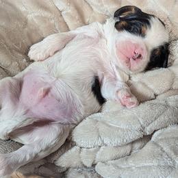 Tri color boy 2 - Tri-color male Cavapoo puppy in Newport Beach, California from WW Cavapoos