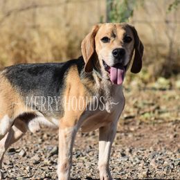 Amos - Beagle