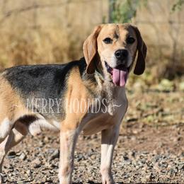 Amos - Beagle