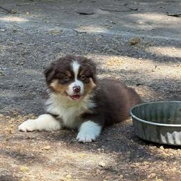 Toe - Red tri-color female Miniature American Shepherd puppy in Garysburg, North Carolina from Schaefer's Miniature American Shepherds