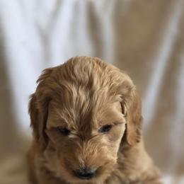Friday - Apricot female Goldendoodle puppy in Goldenvalley, Arizona from Sunshine Doodles
